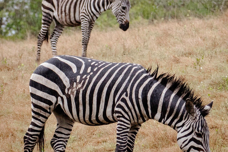 Explorez le safari de 2 jours dans le cratère du Ngorongoro