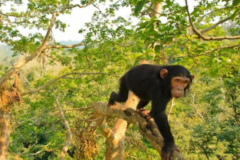 3 Days Kibale Chimp and Queen Elizabeth Wildlife Safari