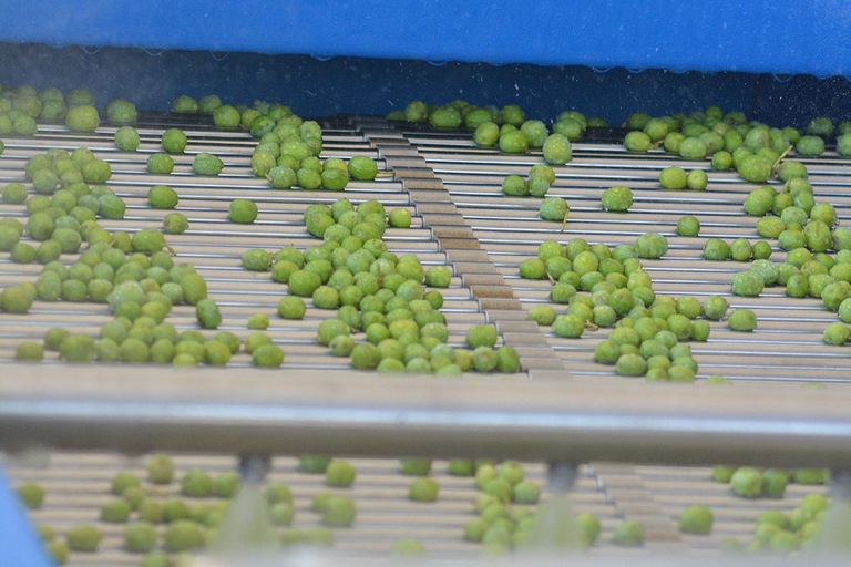 Olivares del Quintón: Exclusive Wine & Olive Experience Wine-Paired Lunch