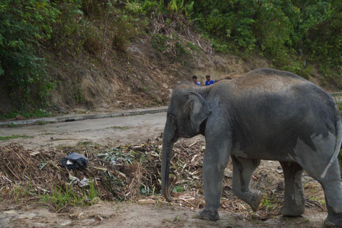 Patong: Wycieczka piesza do rezerwatu słoni z transferem z hoteluOdbiór z dowolnego miejsca w Phuket Area do Hill Tribe Elephant