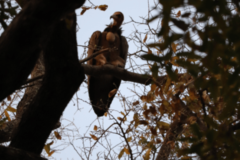 Birdwatching Livingstone Zambezi River with Sunrise