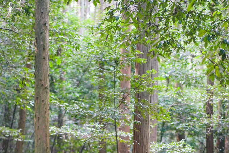 Kyoto: 3-stündige Wanderung durch den Fushimi Inari-Schrein