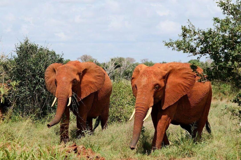 Mombasa/Diani: 2-Day Tsavo East Safari with Meals Private day tour to Tsavo East National Park - VAN
