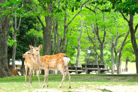 3-Day Tokyo to Kyoto Alps Tour:Shirakawa-go&Takayama&Magome Driver Only
