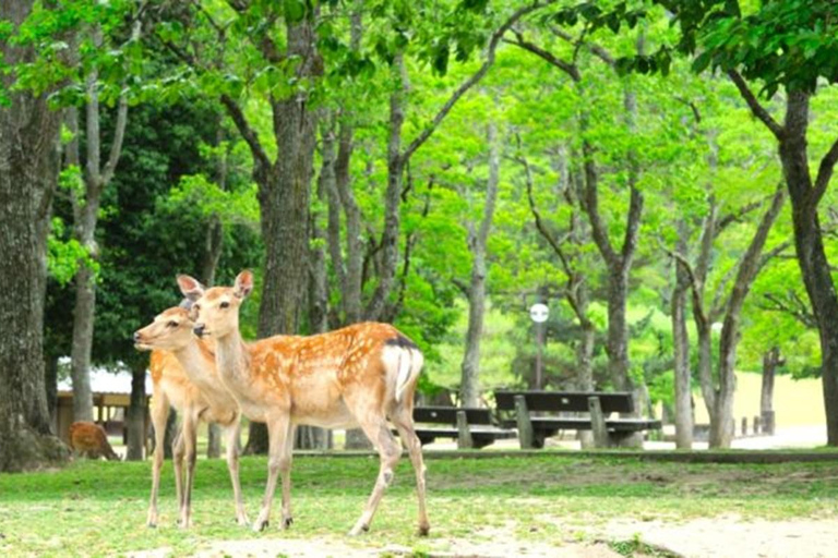 3-Day Tokyo to Kyoto Alps Tour:Shirakawa-go&Takayama&Magome Driver Only