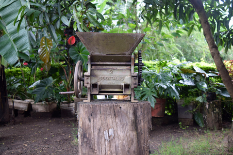 Arusha: Tour do café e/ou aula de cerâmica com almoçoTour do café com almoço