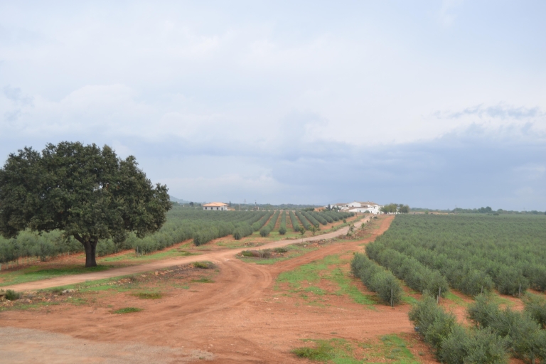 Majorque : Oléo-Expérience Minibus - Visite du moulin à huile et dégustation