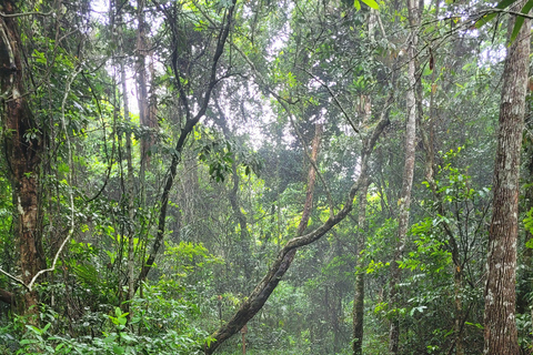 JUATINGA: 4-dagars tur ATLANTIC FOREST och stränder - PARATY - RIO DE JANEIRO