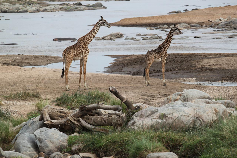 Zanzíbar: Safari de 2 días por Selous en avión