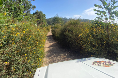 Madeira: Exotic Birds & Valleys 4x4 Safari with Local Guide Shared Exotic Birds & Valleys 4x4 Expedition Local Guide