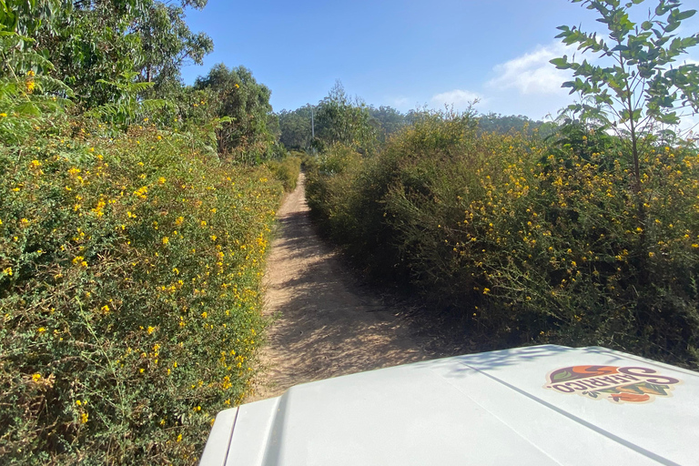 Madeira: Exotic Birds & Valleys 4x4 Safari with Local Guide Shared Exotic Birds & Valleys 4x4 Expedition Local Guide