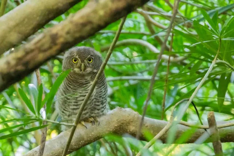 From Colombo: Kanneliya Rainforest Waterfalls Tour with Swim