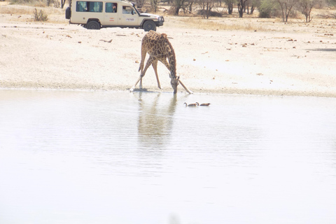 Arusha à : 3 jours au lac Manyara, au Ngorongoro et au Tarangire ...