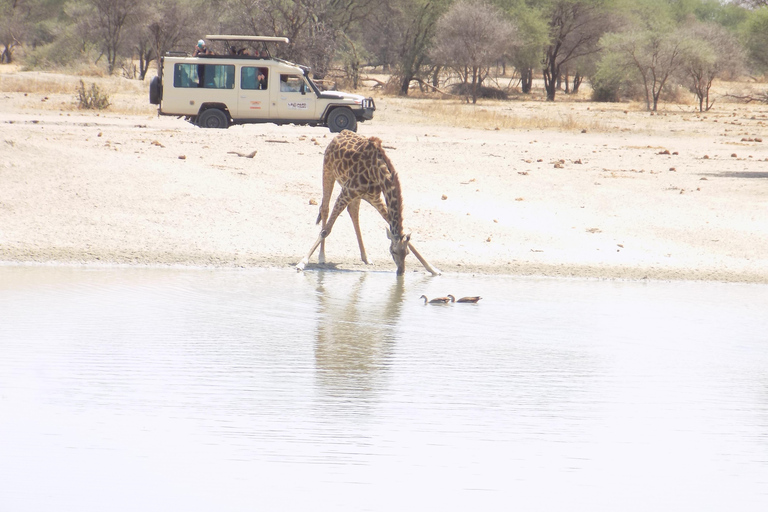 Arusha à : 3 jours au lac Manyara, au Ngorongoro et au Tarangire ...
