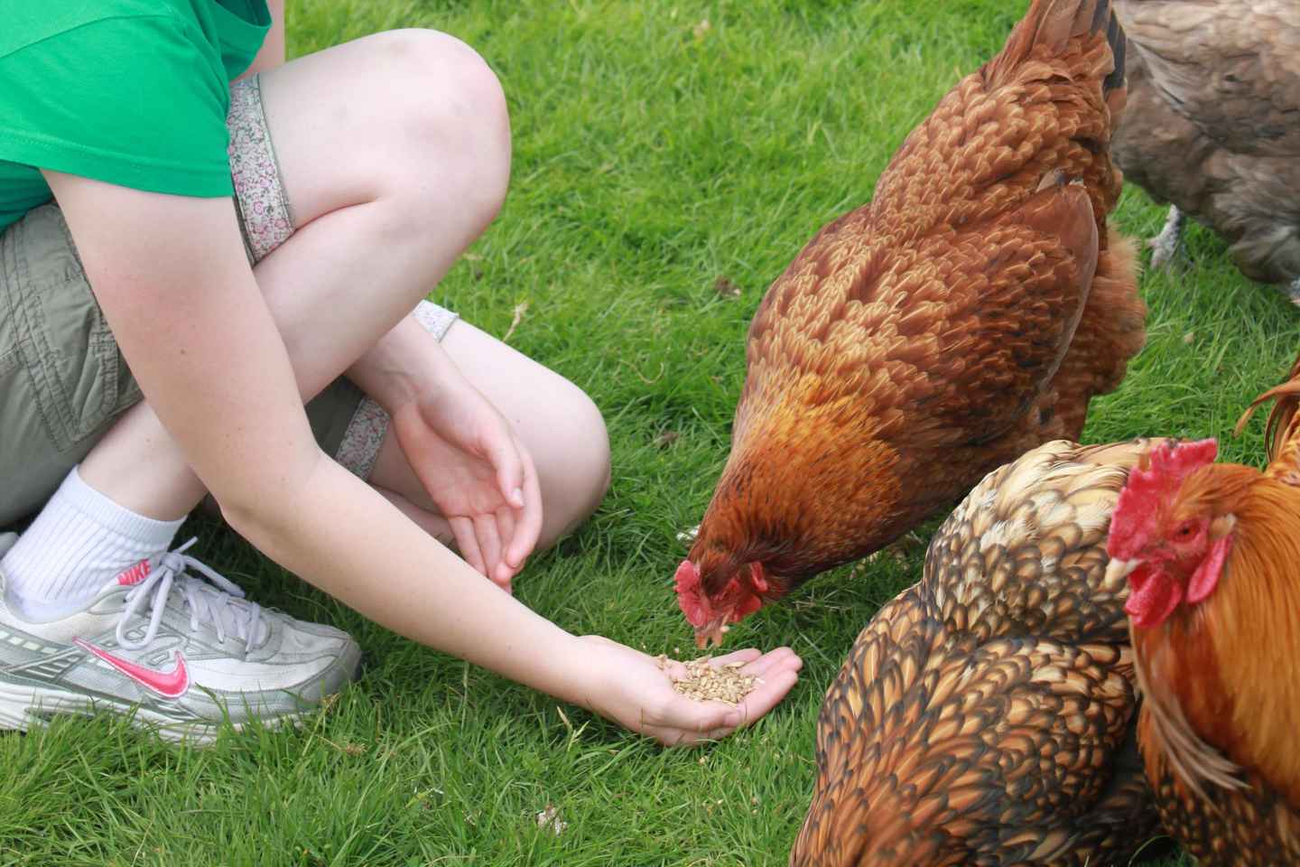 Wicklow: Greenan Farm, Museums & Maze with Animal Feeding