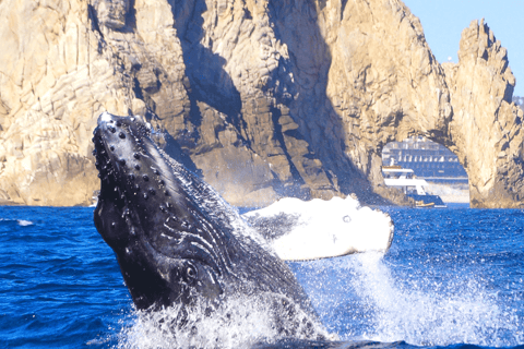 Los Cabos: Avistamiento de ballenas en barco con fondo de cristal