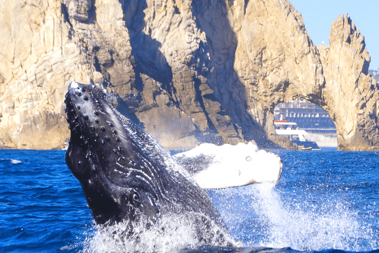 Los Cabos: Avistamiento de ballenas en barco con fondo de cristal