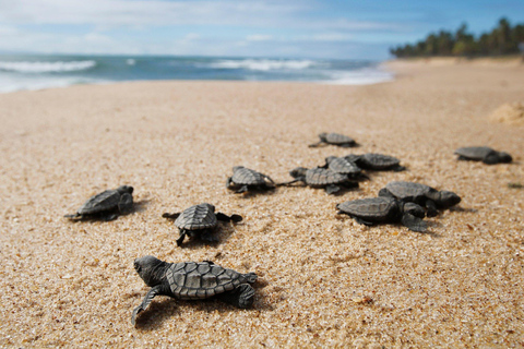 Galle Day Tour with Turtle Hatchery & River Boat Safari