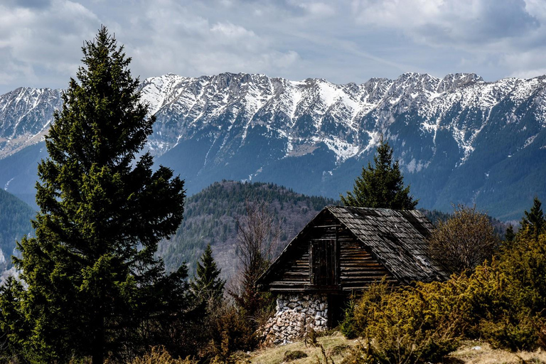 Brașov: Bear Sanctuary Private Tour with Entry Ticket