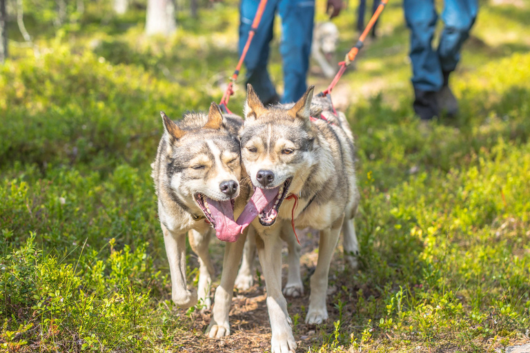 Levi: Nature Walk with Huskies