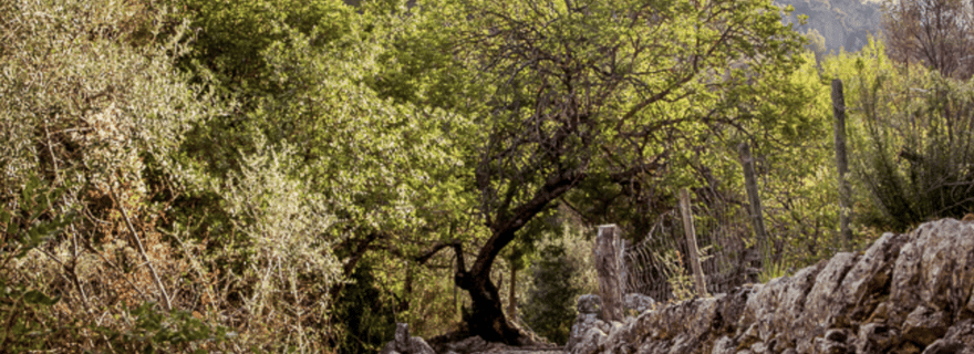 Blue Peaks Mallorca - Randonnée partagée - Barranc de Biniaraix