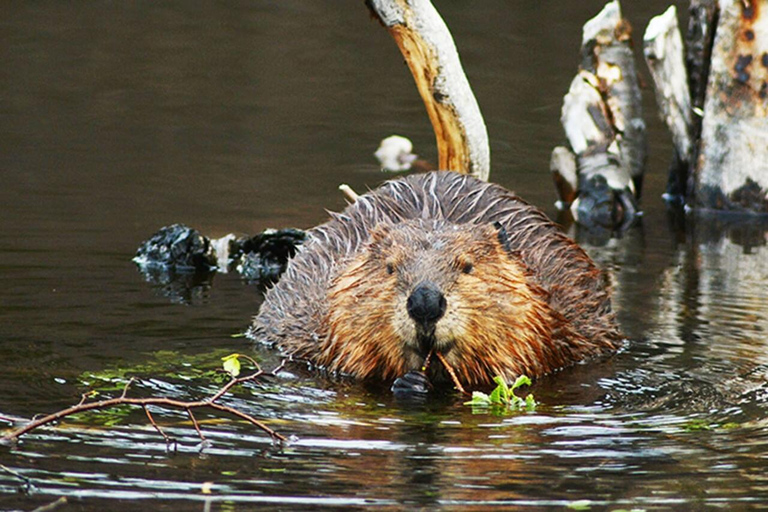 Ushuaia: Adventure and Fueguina Fauna with Animal Encounter of Your Choice Ushuaia: Adventure and Fueguina Fauna with Animal Encounter - Huskie Walk-