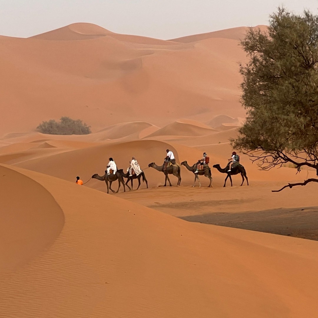 Aventure privée de 7 jours dans le désert, de Casablanca à Marrakech - dromadaire