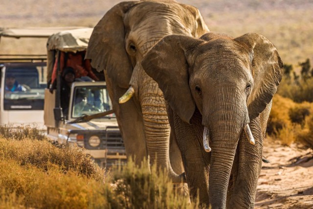 Visit Big-Five Safari Experience Near CapeTown, South Africa in Cape Town