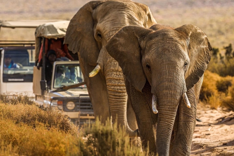 Safari aux cinq grands près du Cap, Afrique du Sud