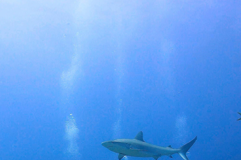 PUNTA CANA: Shark Diving Experience