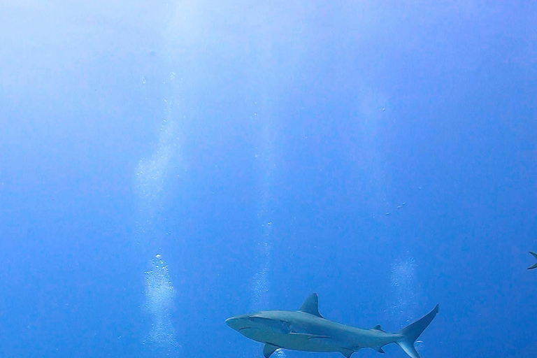 PUNTA CANA: Shark Diving Experience