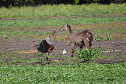 From Zanzibar: Saadani safari 2-Day with Night Game Drive