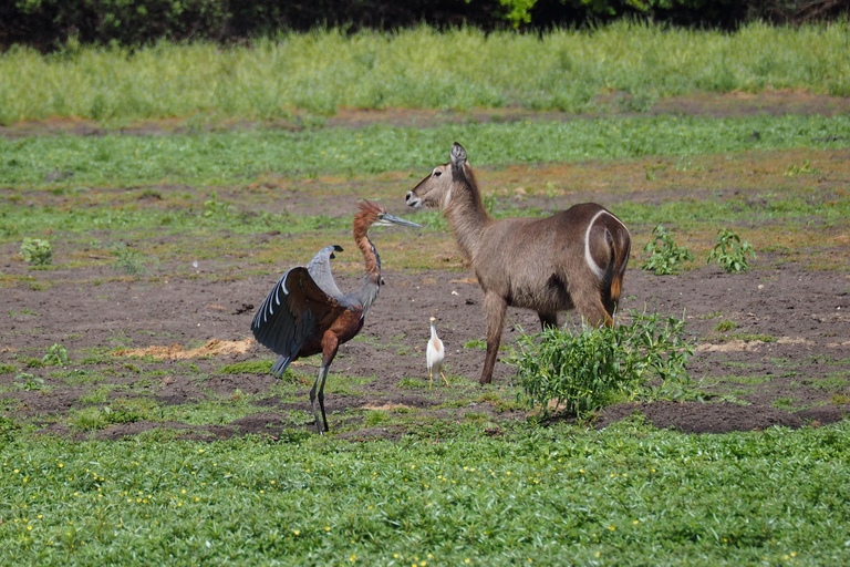From Zanzibar: Saadani safari 2-Day with Night Game Drive