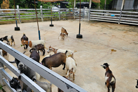 Chiangmai : Cascada pegajosa &amp; Tierra de ángeles &amp; Wat ban den.