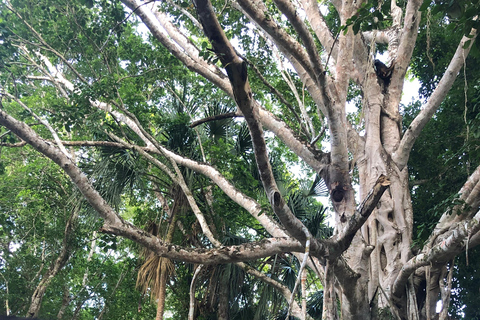 From Chetumal/Bacalar: Chacchoben Mayan Ruins Guided Tour