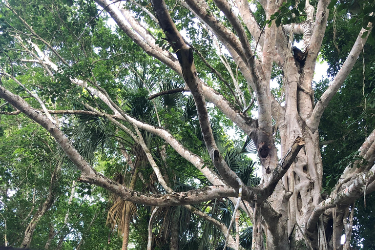 From Chetumal/Bacalar: Chacchoben Mayan Ruins Guided Tour