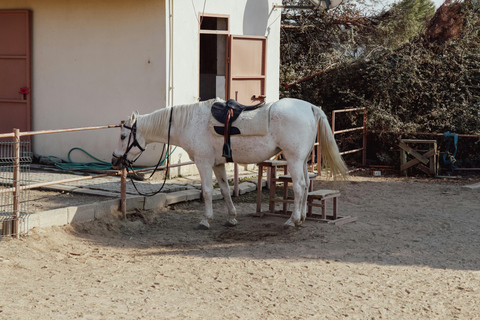 Bucarest : Excursion d&#039;une journée dans un ranch avec des animaux domestiques