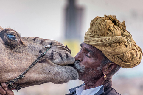 Jaipur : Transfert privé vers Jodhpur avec Ajmer et Pushkar