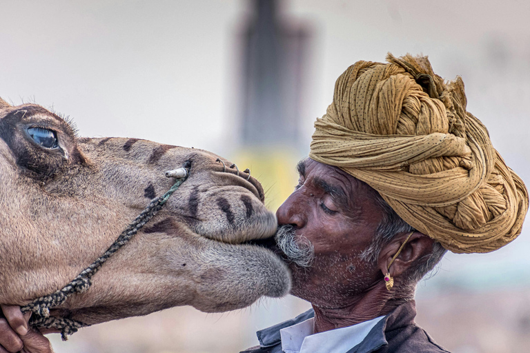 Depuis Jaipur : Excursion à Pushkar et Ajmer avec balade à dos de chameau.Jaipur : Excursion d'une journée à Pushkar et Ajmer avec safari à dos de chameau