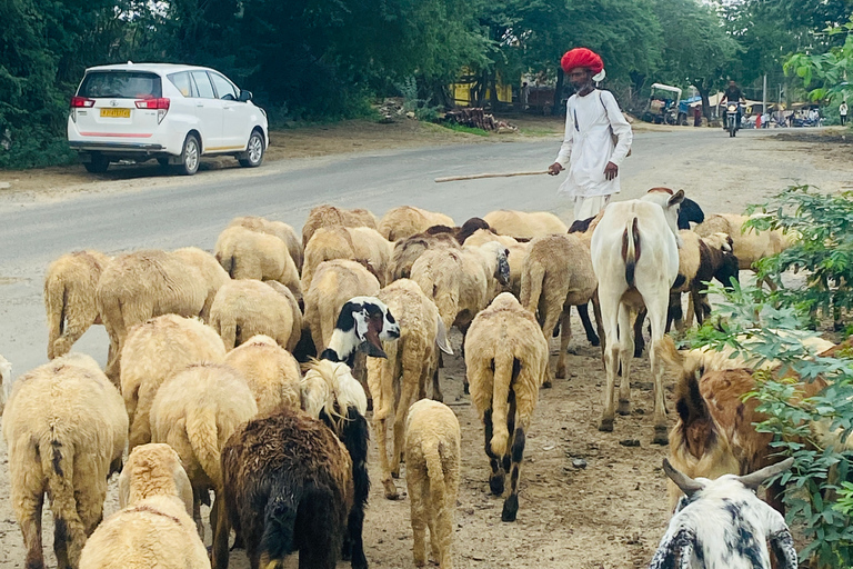 Safari na wielbłądach Półdniowa wycieczka w Jodhpur z kolacją