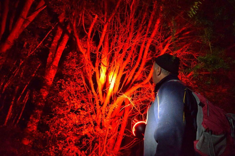 From Auckland: Kiwi Wilderness Experience Guided Tour