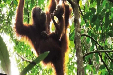 Sumatra: 3-Day Unique Jungle Experience & Exploring Wildlife