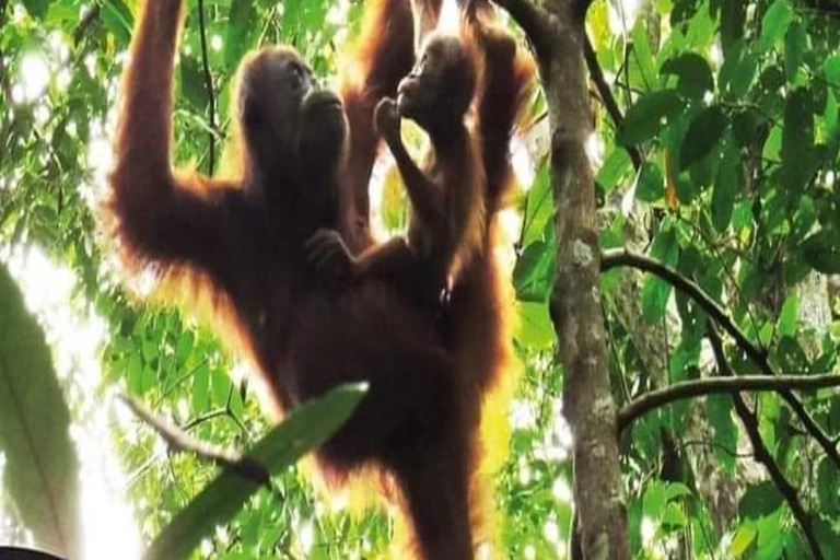 Sumatra: 3-Day Unique Jungle Experience & Exploring Wildlife