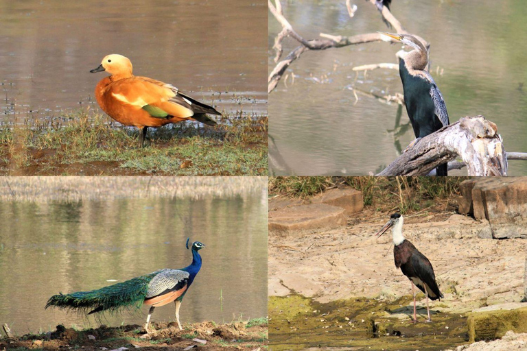 Desde Jaipur: Excursión privada de un día al Parque Nacional Safari del Tigre