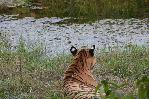 Safari della tigre di Ranthambore con tour della tringa d&#039;oro 7 giorniTour del Tringolo d&#039;Oro con il Parco delle Tigri di Ranthambore - 7 giorni