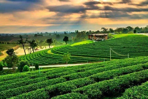 From Chiang Rai 3 Temples & Golden Triangle &Tea Plantation