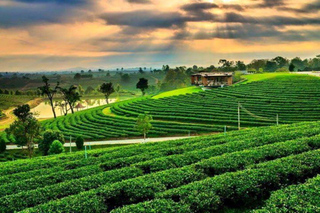 Golden Triangle: Day Trips and Tours from Chiang Rai