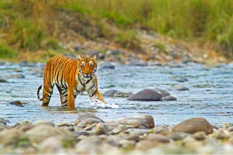 From Delhi: 2-Day Jim Corbett Tiger Safari Tour By Car