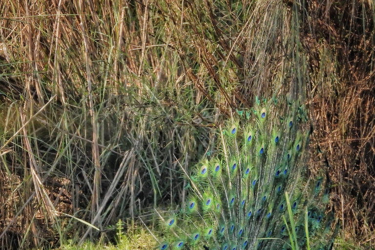 Chitwan National Park: Full-Day Jeep Safari with Lunch