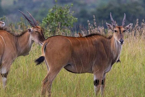 Akagera National Park: Game Drive with Optional Transfers